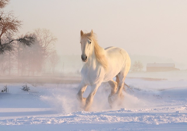 bílý kůň ve sněhu